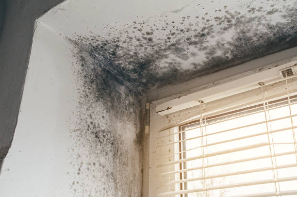 Affordable Hvac And Air Duct Mold Remediation solutions in Grass Lake, MI